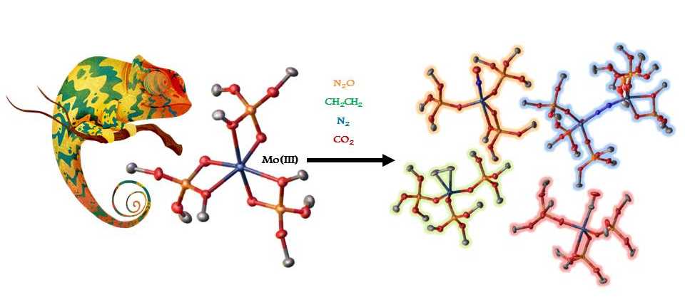 Small molecule activation on Mo(III)